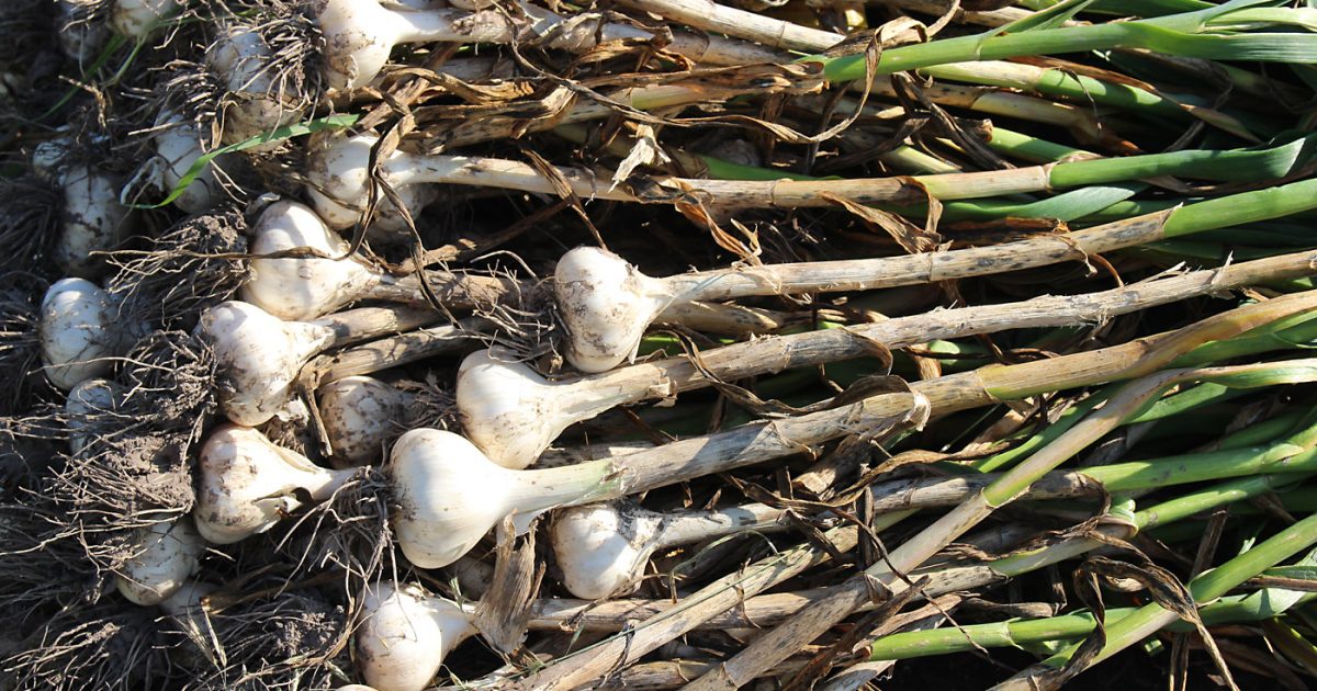 Planting garlic in iowa