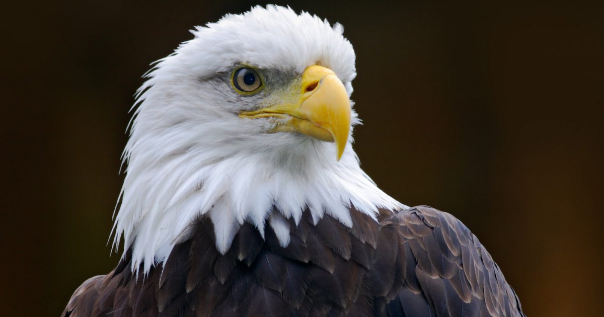 See Bald Eagles as They Winter in the Quad Cities - Iowa Source