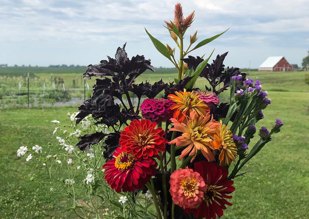 Wivenhoe Flowers  Flowers from the Farm