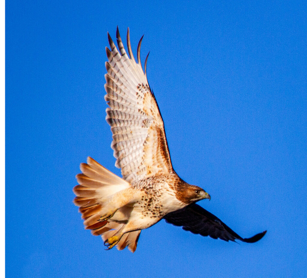 Soaring Inspiration: Biomimicry & Lessons from the Red-Tailed Hawk ...